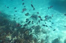 Nassau Harbor Boat Tour: Blue Lagoon, Pig Island, and More
