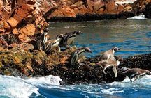 7 Days Tour to Ica, Ballestas Islands and Machupicchu in Lima 
