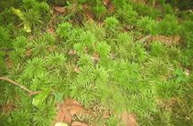 Exploring Mt Fuji Ice Cave and Sea of Trees Forest