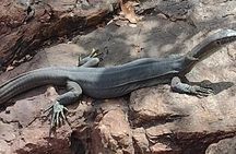 Berry Springs + Crocodile Cruise + Crocodlylus Wildlife Park