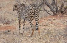 3-Day Tsavo East Safari Private Tour from Malindi