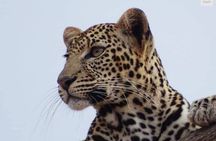 4 Days Best of Kenya Safaris from Watamu 