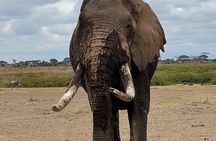 2 Days safari Tsavo East 