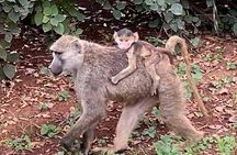 3 Day Private Guided Tour Safari Tsavo East and West in Malindi
