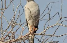 3 Days Private Safari Tour in Tsavo East Taita Hills 