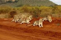 3 Day Safari Tsavo East 