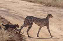 3 Days Safari Tsavo East and Taita Hills Saltlick Lodge