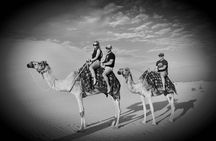 Safari Half-Day Adventure from Abu Dhabi