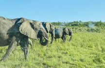 4 Days Tour Landcruiser in Masai Mara and Lake Nakuru 