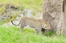 4 Days Tour Landcruiser in Masai Mara and Lake Nakuru 