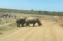 4 Days Tour Landcruiser in Masai Mara and Lake Nakuru 