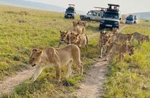 4 Days Tour Landcruiser in Masai Mara and Lake Nakuru 
