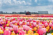 Keukenhof Gardens and Tulips Private Tour from Amsterdam