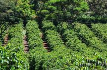Fairview Estate Coffee Farm Tour With Pick up