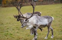 Reindeer Farm Experience in Summer and Autumn from Rovaniemi