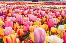 Private Tulip Fields, Windmills and Cheese Tour from Amsterdam