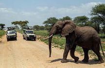2 Days Amboseli National Park Safari Experience