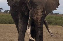 3 Days Safari Amboseli National Park from Nairobi