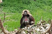 Historical and Nature Day Trip To Debre Libanos Monastery 