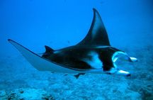 Bora Bora adventure Private Combo Jet Ski and Eco Sharks Snorkel 