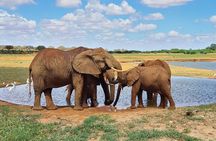3 Days Private Safari Tsavo East and West Tour