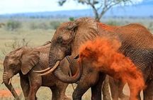 2 Days safari Tsavo East 