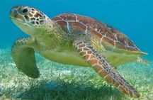 Snorkeling Combo 3 x 1 Lagoon Cenote Reef with Tulum Temples
