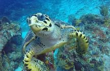 4 Hour Snorkeling Tour in Cozumel