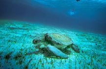 4 Hour Snorkeling Tour in Cozumel