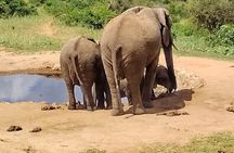 3 Days safari Tsavo West and Tsavo East 