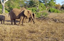 3 Days safari Tsavo West and Tsavo East 