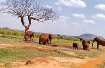 3 Days safari Tsavo West and Tsavo East 