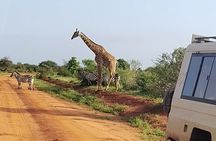 3 Days safari Tsavo West and Tsavo East 