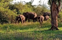 Full Day Tour to Udawalawe Safari and Ella