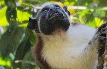 Ancon Hill Eco Walk – Sloths, Toucans & Stunning City Views