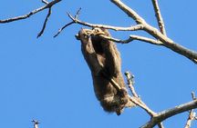 Nature & Wildlife Walks at ANCON HILL: For All ages, AM or PM 