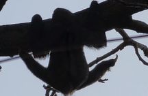 Nature & Wildlife Walks at ANCON HILL: For All ages, AM or PM 