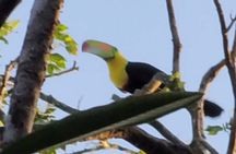 Ancon Hill Eco Walk – Sloths, Toucans & Stunning City Views