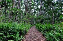 Dolphin Watching Tour & Josani Forest Sea Trip - Zanzibar