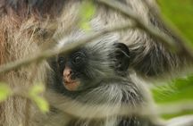 Dolphin Watching Tour & Josani Forest Sea Trip - Zanzibar