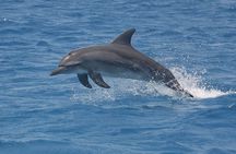 Dolphin Watching Tour & Josani Forest Sea Trip - Zanzibar