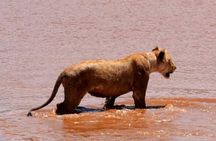 3 Day Safari Tsavo East 