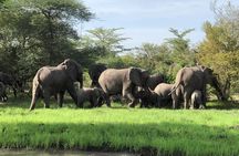 Mikumi Safari Tour: Day Trip Return Flight From Zanzibar