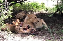 Mikumi Safari Tour: Day Trip Return Flight From Zanzibar