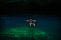 ATV Tour, Ziplines, Mayan Cenote, Tacos, Tequila and Transport