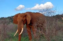 3 Days Private Safari Tsavo East and West Tour
