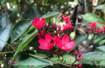 Stingless Bee Honey Farm and Beekeeping Tour