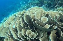 Coron Shipwrecks and Lusong Coral Garden tour (Private / Shared)