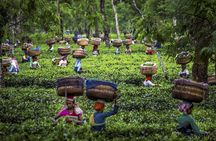 kochi to munnar A Private guided fullday tour with hotel pickup 