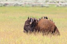 Best Of Yellowstone Full Day Nat'l Park Tour From Bozeman